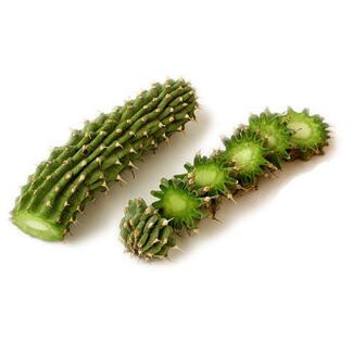 hoodia gordonia - σύνθεση Reduslim